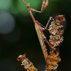 Empusa pennata...