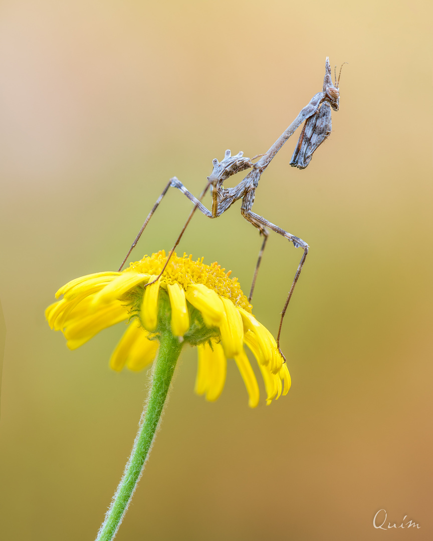 Empusa pennata