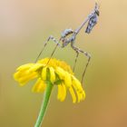 Empusa pennata