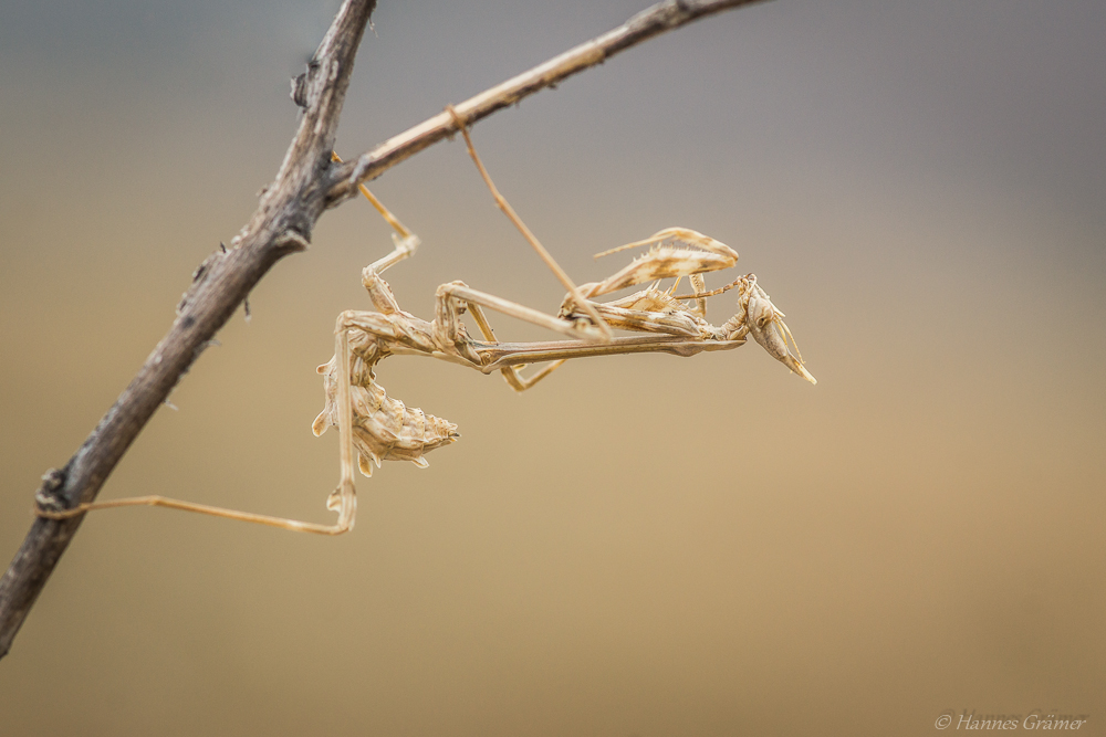 Empusa pennata