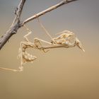 Empusa pennata