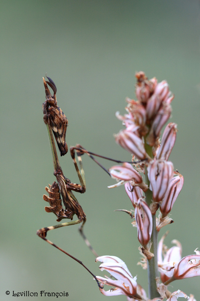 Empusa pennata