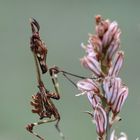 Empusa pennata