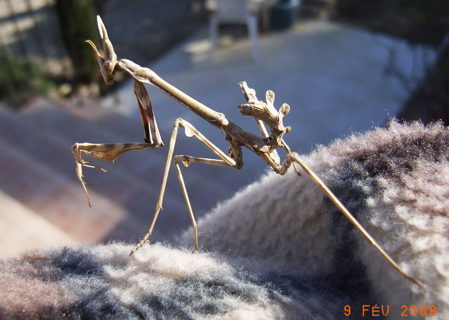 Empusa pennata