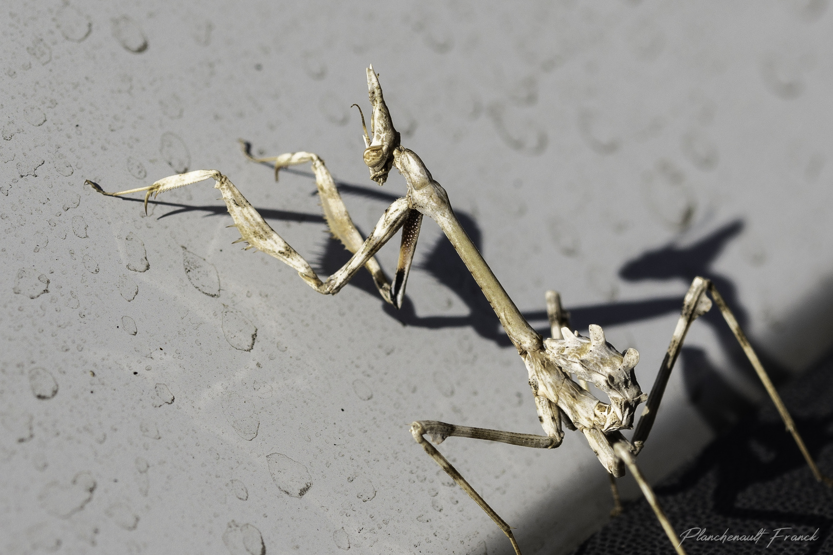 Empusa pennata juvenile