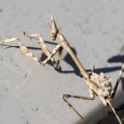 Empusa pennata juvenile