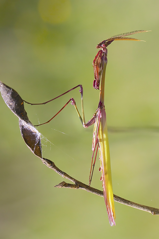 Empuza pennata adulte