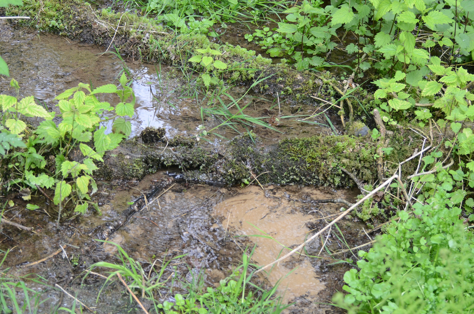 Ems 1 - Die Quelle bei Hövelhof. Eine Sickerquelle mit flächigem Wasseraustritt.