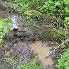 Ems 1 - Die Quelle bei Hövelhof. Eine Sickerquelle mit flächigem Wasseraustritt.