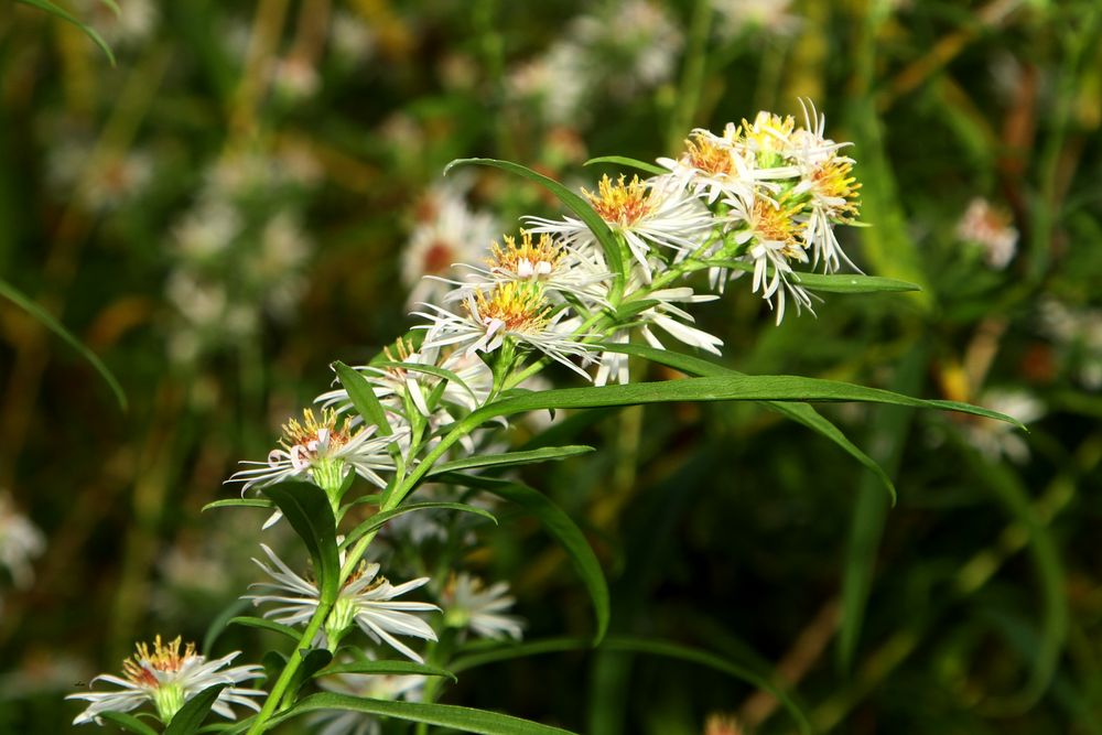 Emsblume im November