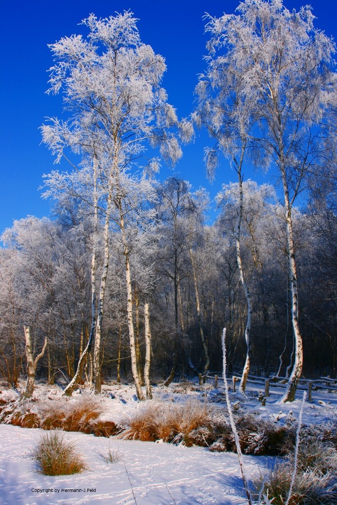 Emsdettener Venn - Birken im Schnee -
