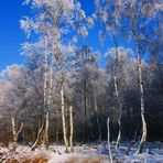 Emsdettener Venn - Birken im Schnee -