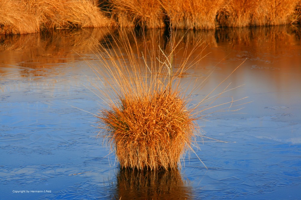 Emsdettener Venn Gräser im Moor Foto & Bild pflanzen, pilze