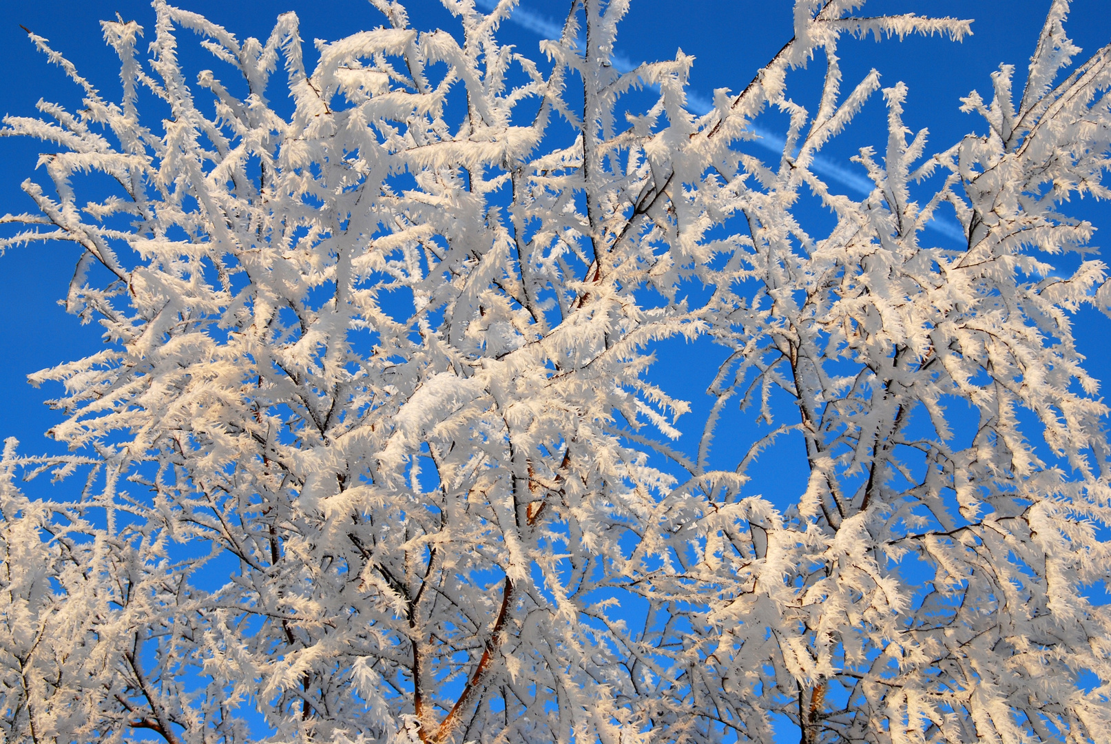 Emsdettener Venn im Winter