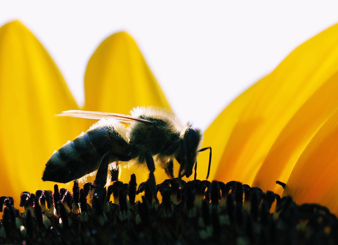 Emsig an der Blüte