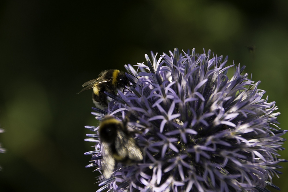 emsig wie die Bienen #3 ...