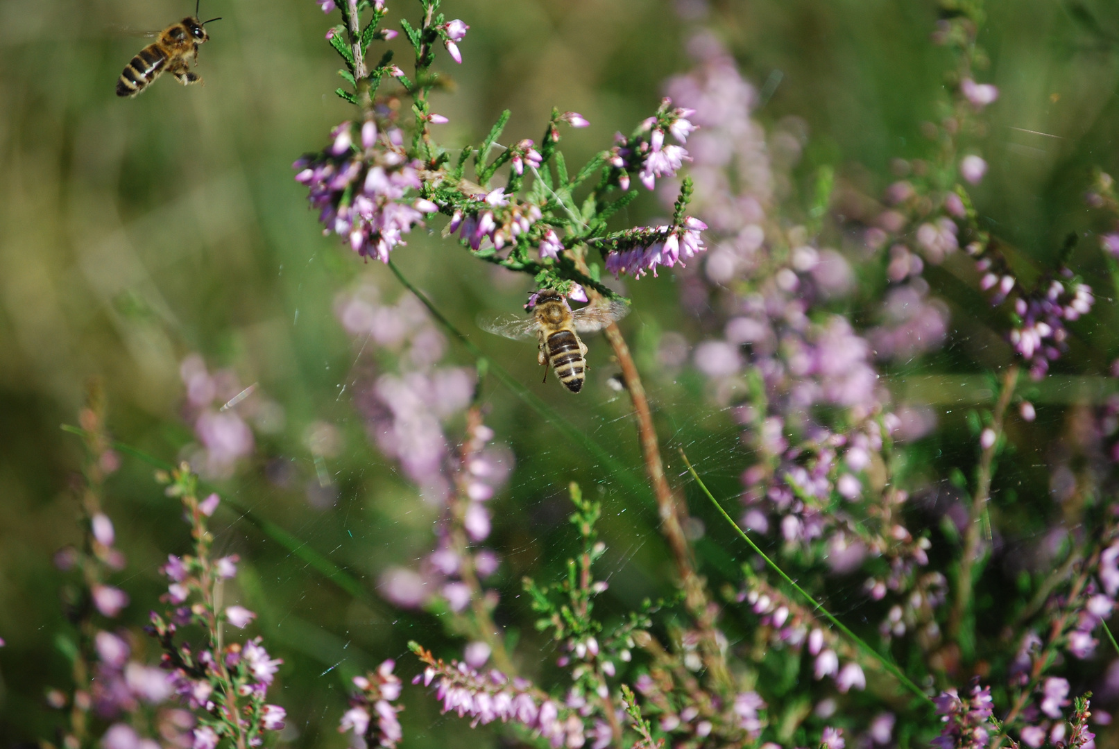 emsige Bienchen