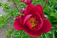 Emsige Bienen in der Pfingstrose - Schloss Dyck