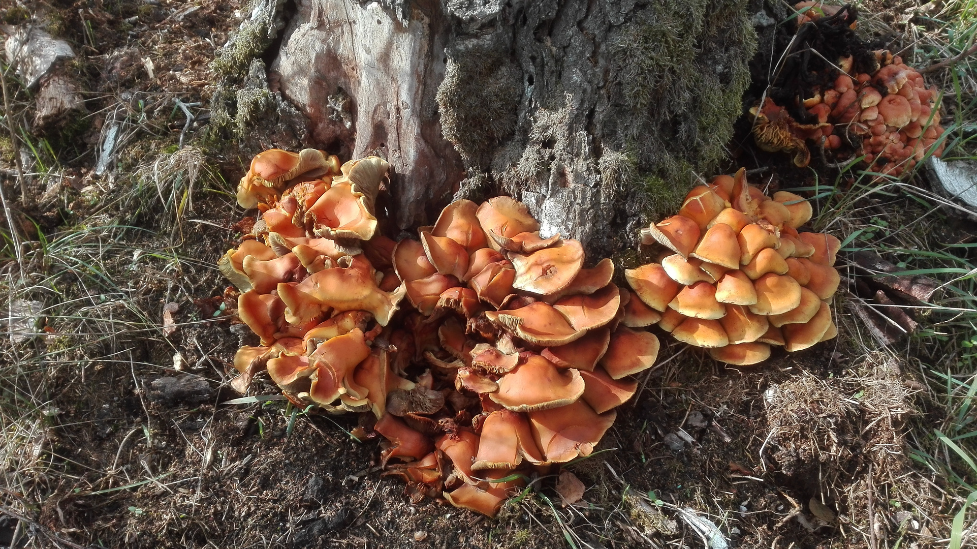 Emsige Helfer im Wald