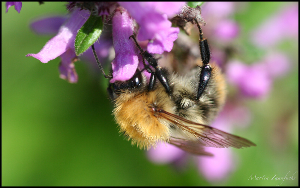 emsige Hummel