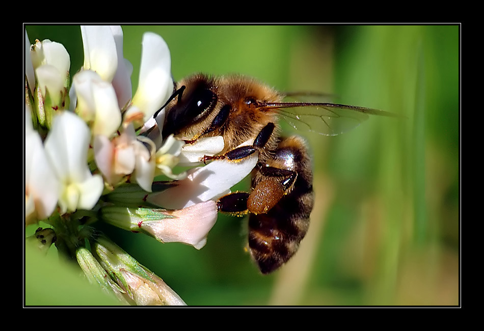 emsiges Arbeitsbienchen