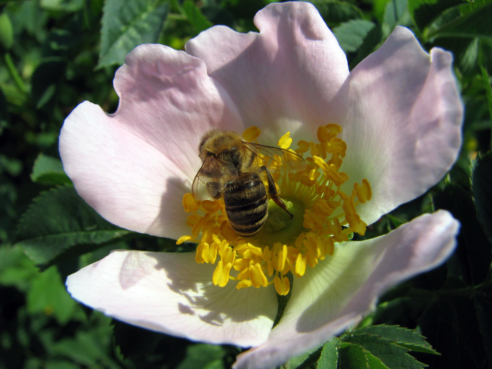 Emsiges Bienchen