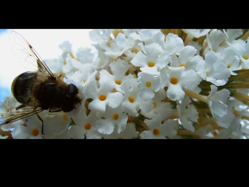 Emsiges Bienchen