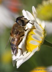 emsiges Bienchen