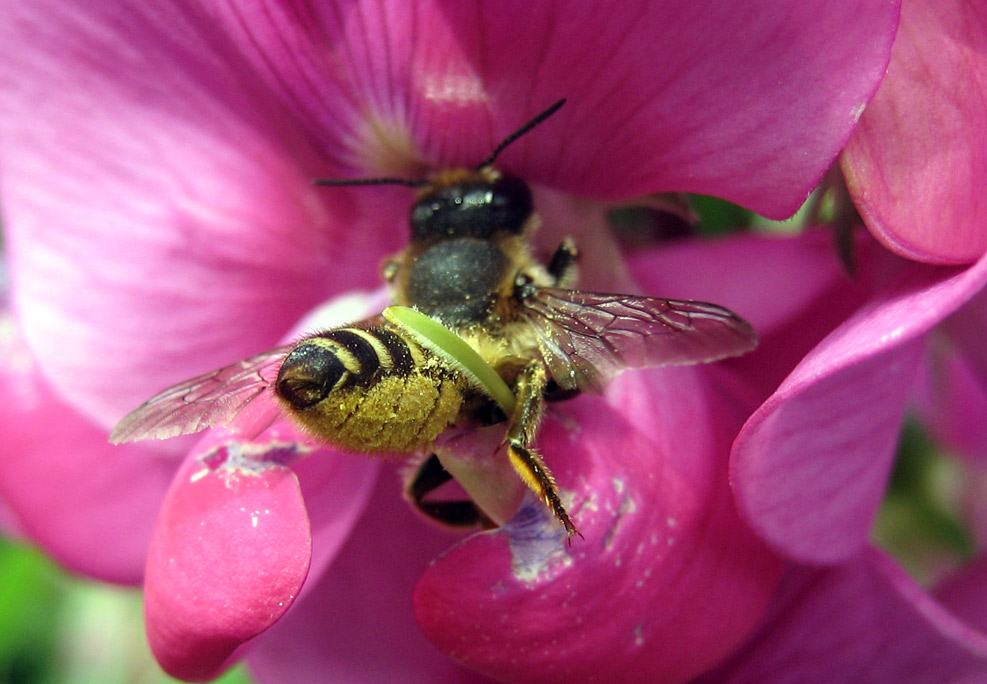 emsiges Bienchen