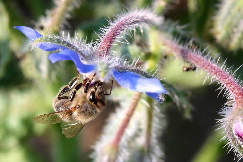 [emsiges bienchen]