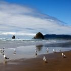 Emsiges Treiben am Cannon Beach