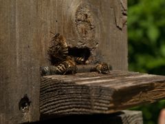 Emsiges Treiben - Botanischer Garten Augsburg