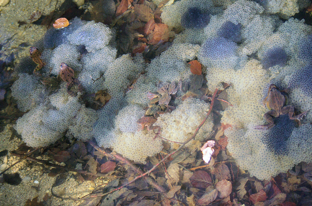 emsiges Treiben im Wasser