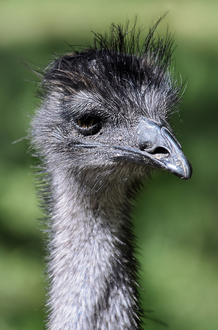 Emu