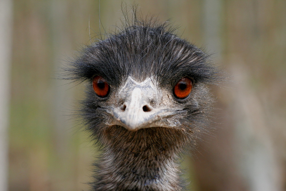 Emu