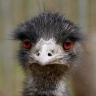 Emu