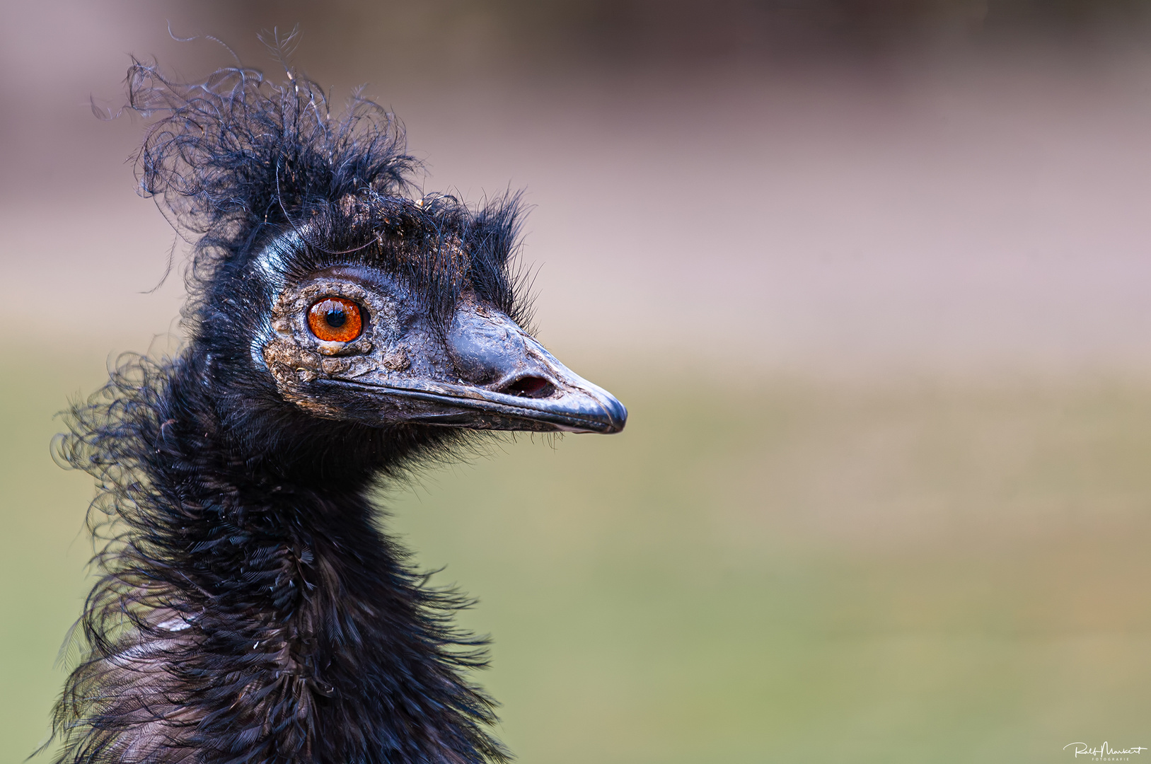 Emu...