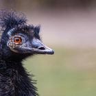 Emu...