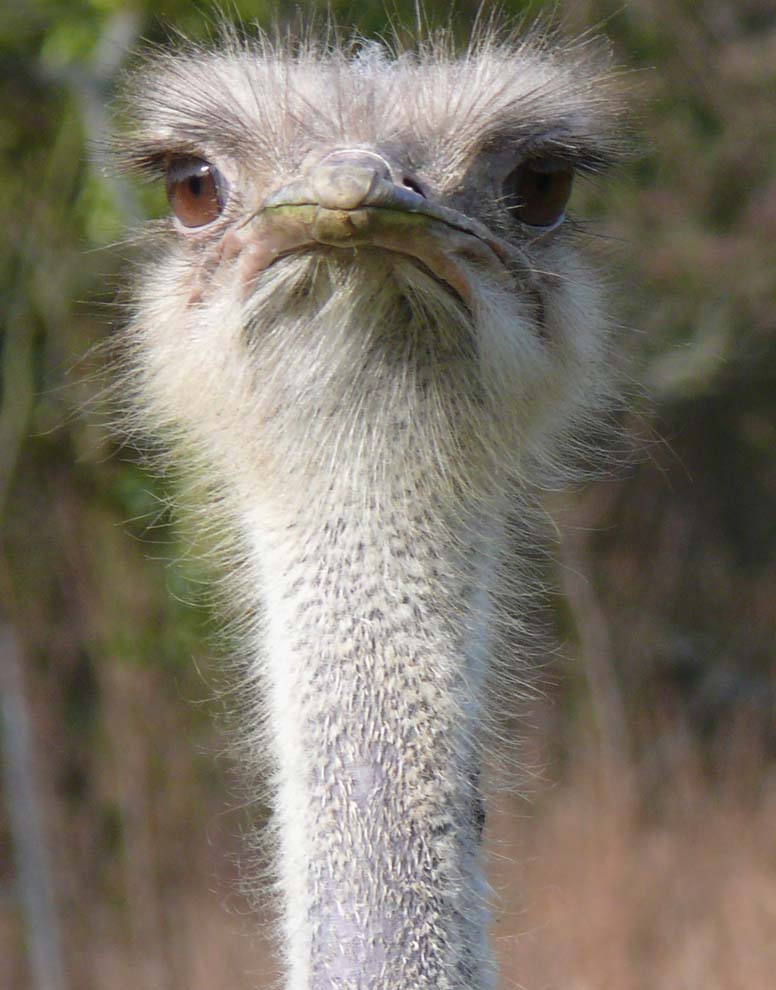 Emu