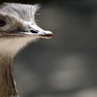 Emu