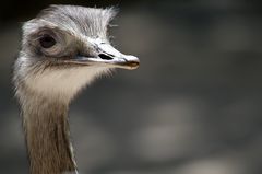 Emu