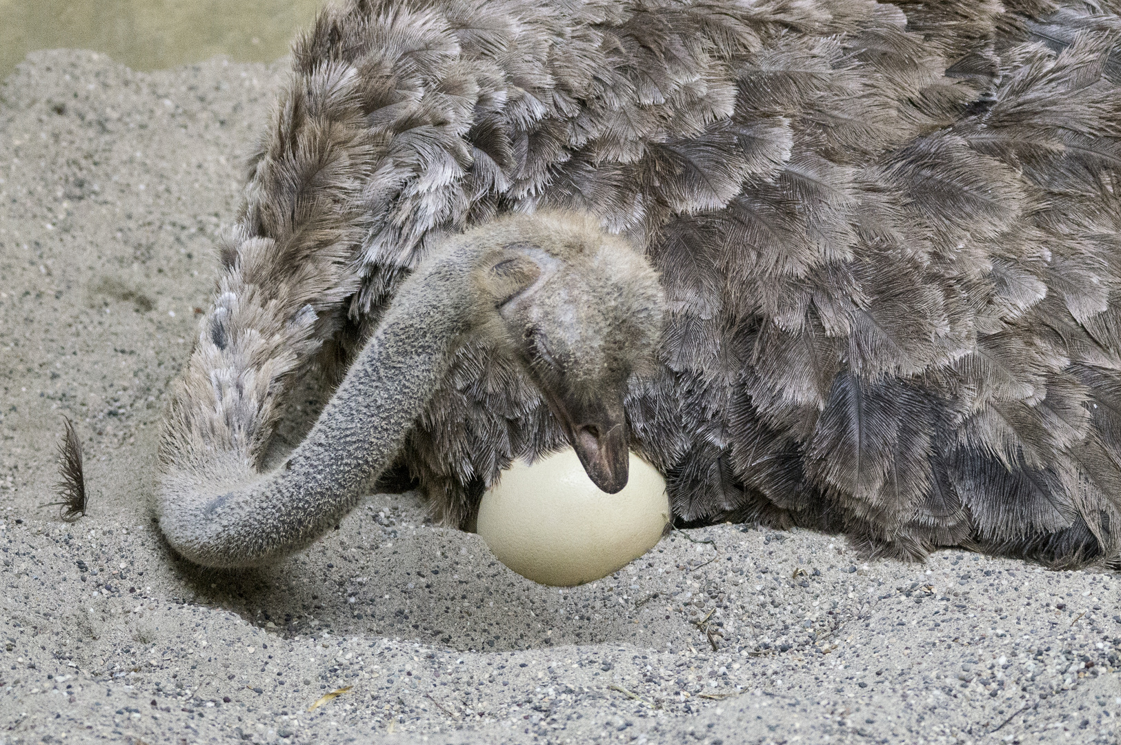 Emu