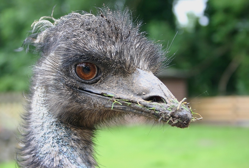 Emu