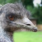 Emu