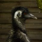 Emu