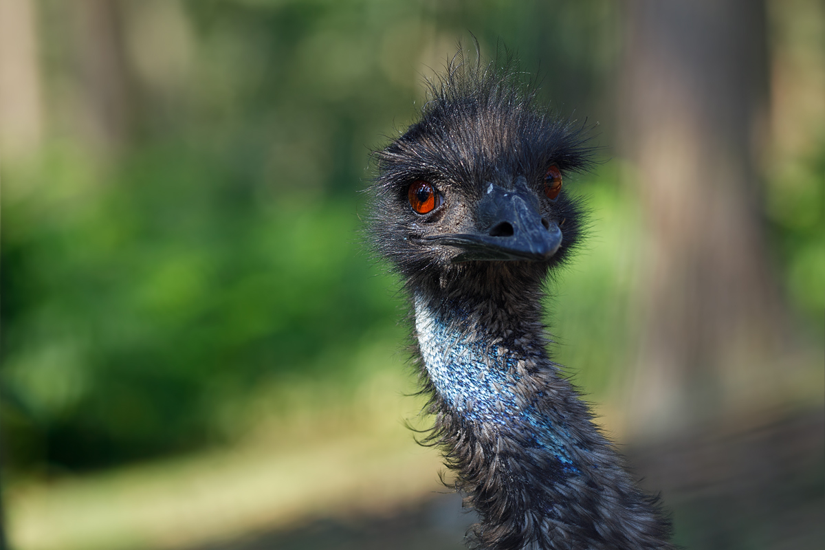 Emu Foto & Bild | tiere, zoo, wildpark & falknerei, vögel Bilder auf fotocommunity
