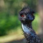 Emu