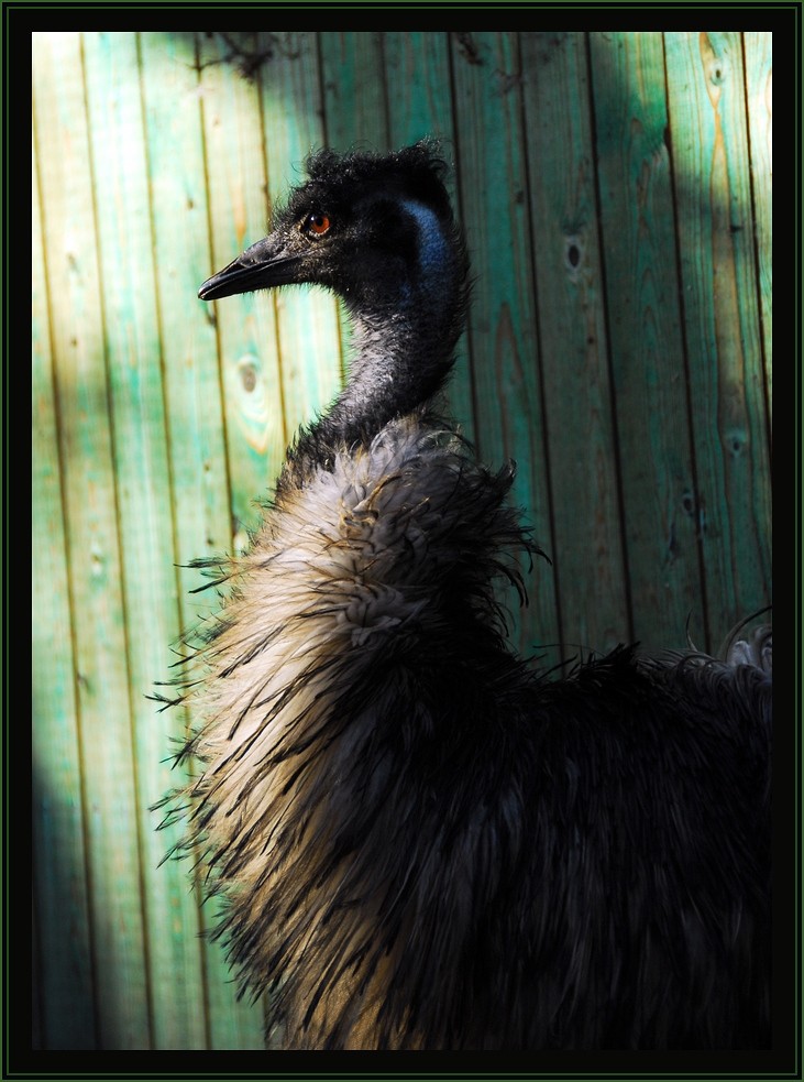 Emu 1