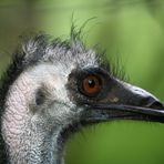 Emu 1