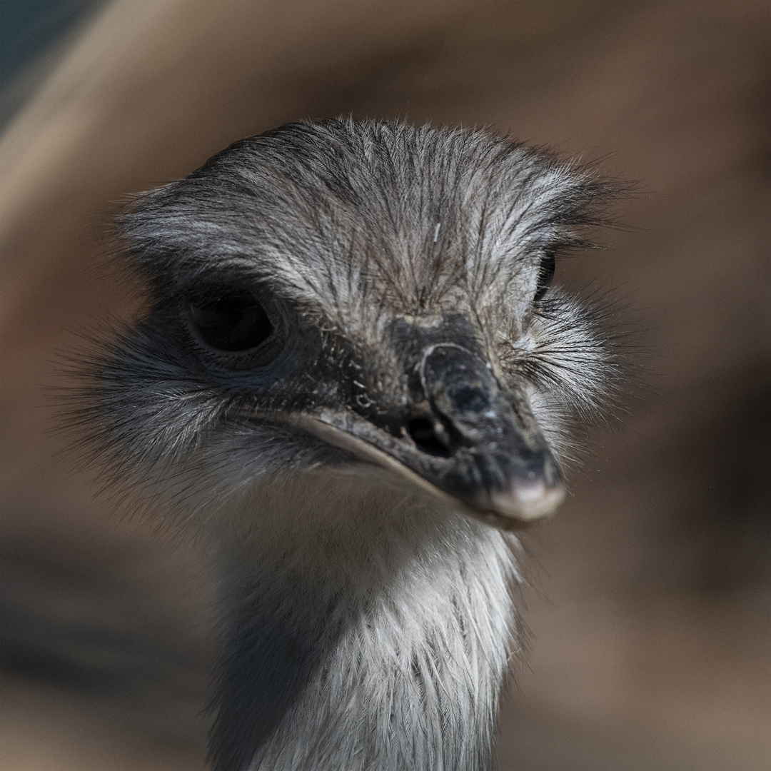 Emu #1
